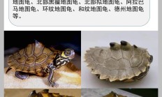 地图龟为什么是哈士奇（地图龟突然死亡是什么原因）