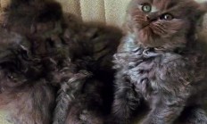 长毛蓝猫多少钱一只（长毛蓝猫属于什么档次）