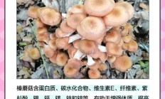 蘑菇的蘑可以组什么词（蘑4字组词）