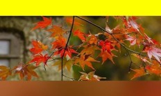 50岁女人喜欢你的信号（50岁女人在对你示爱的表现）