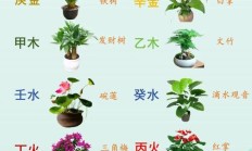 亭亭净植的植（亭亭净植比喻什么品质）