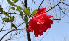 娇滴