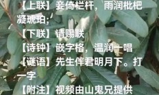 枇组词（枇组词两个字）