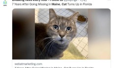 佛罗里达的猫是什么意思（佛罗里达相当于中国哪里）