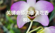 献媚的意思（献媚是比喻什么人）