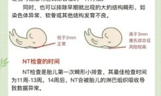 骂人说nt是什么意思（NT代表什么意思）