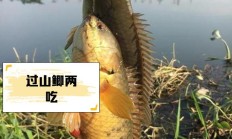 过山鲫鱼多少钱一斤（野生鲫鱼一斤多少元）