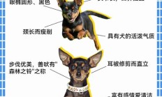 小鹿犬市场价多少钱一只（200元的小鹿犬）