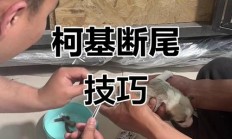 怎么训练柯基犬（柯基犬怎么断尾教程）