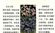 牵牛花的牵组词（牵牛花药用功效）