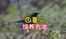 鹊的拼音和组词语（鹊的拼音字）