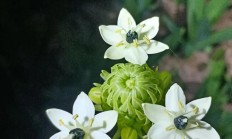 一睹芳容的意思（一堵方容的意思）
