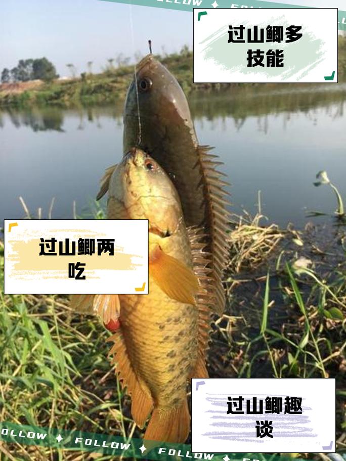 过山鲫鱼多少钱一斤(野生鲫鱼一斤多少元)