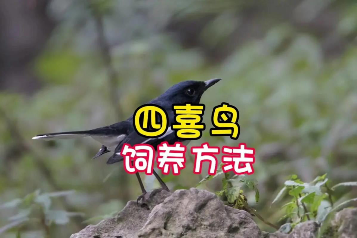 鹊的拼音和组词语(鹊的拼音字)