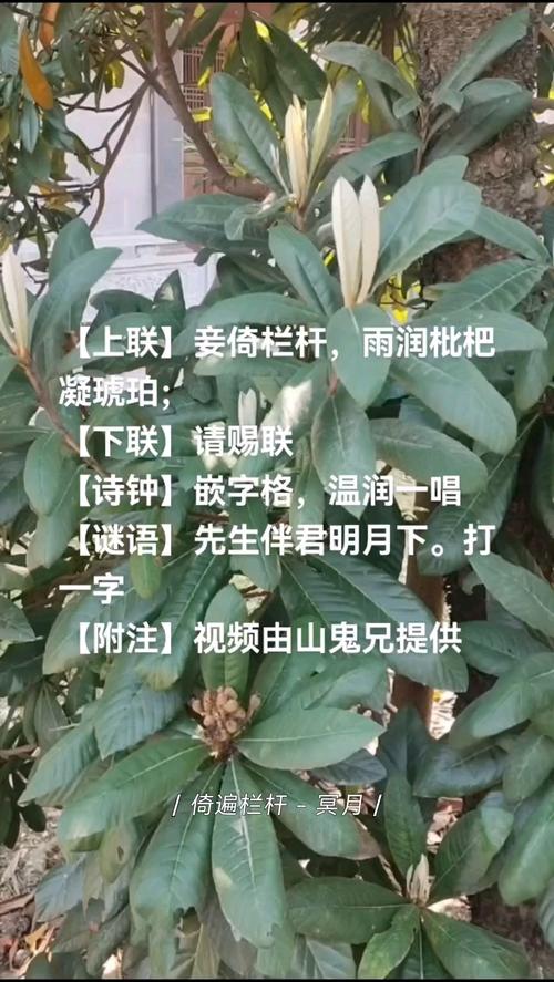 枇组词(枇组词两个字)